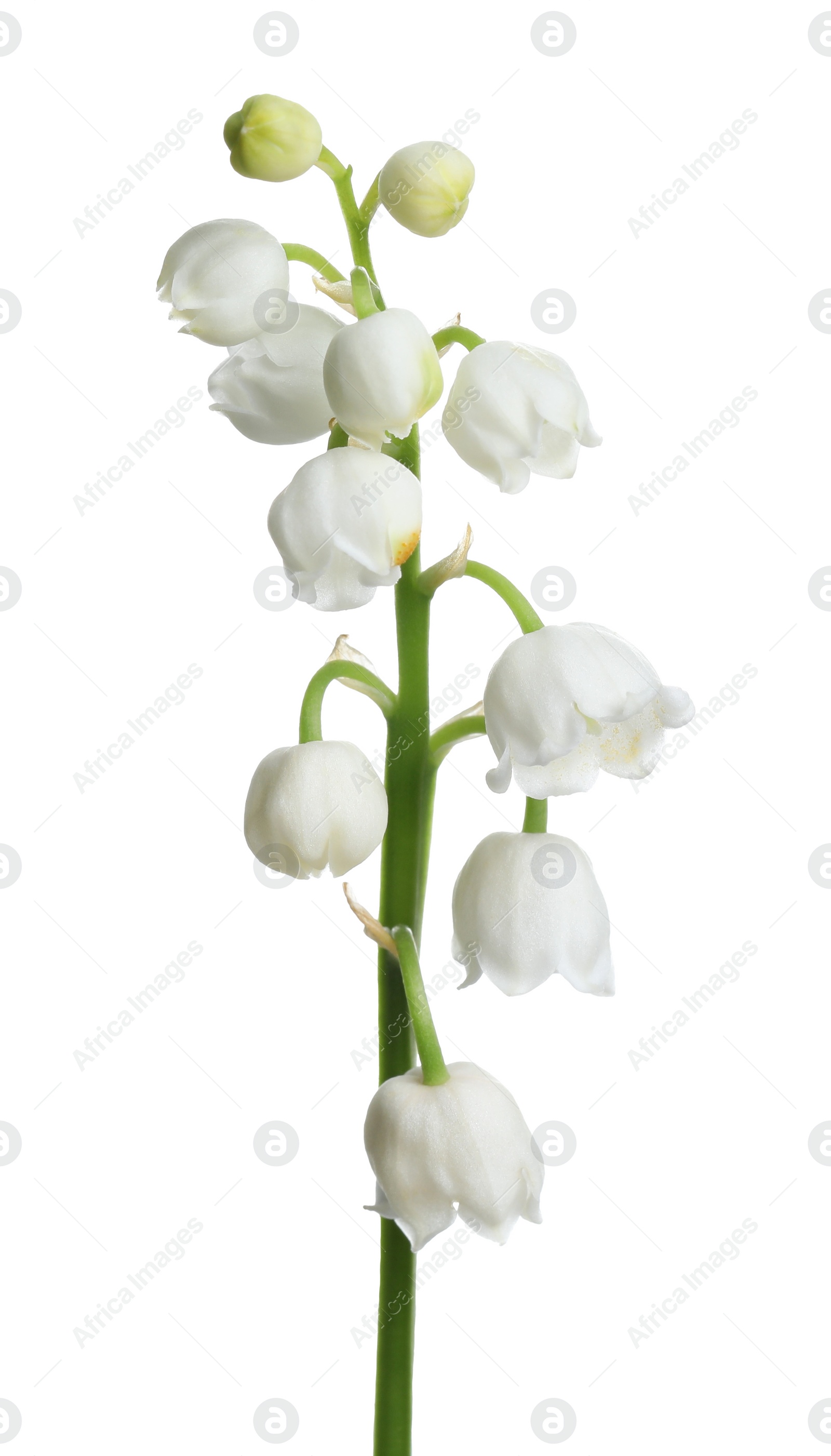 Photo of Beautiful lily of the valley flower on white background