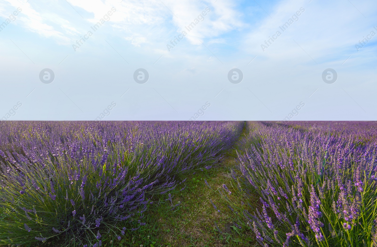 Photo of Picturesque view of beautiful blooming lavender field