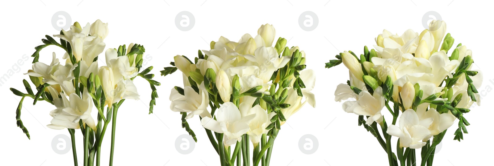 Image of Set with beautiful fragrant freesia flowers on white background. Banner design