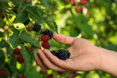 Photo of Woman picking ripe blackberries from bush outdoors, closeup