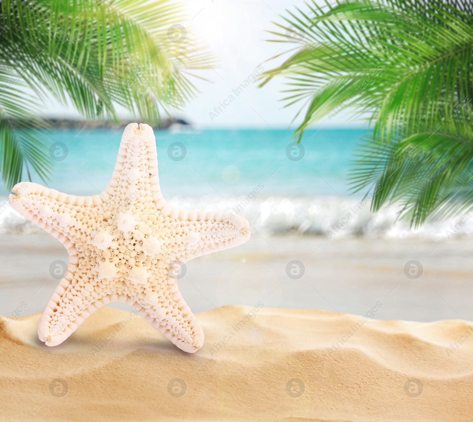 Image of Beautiful starfish on sandy beach near sea, space for text