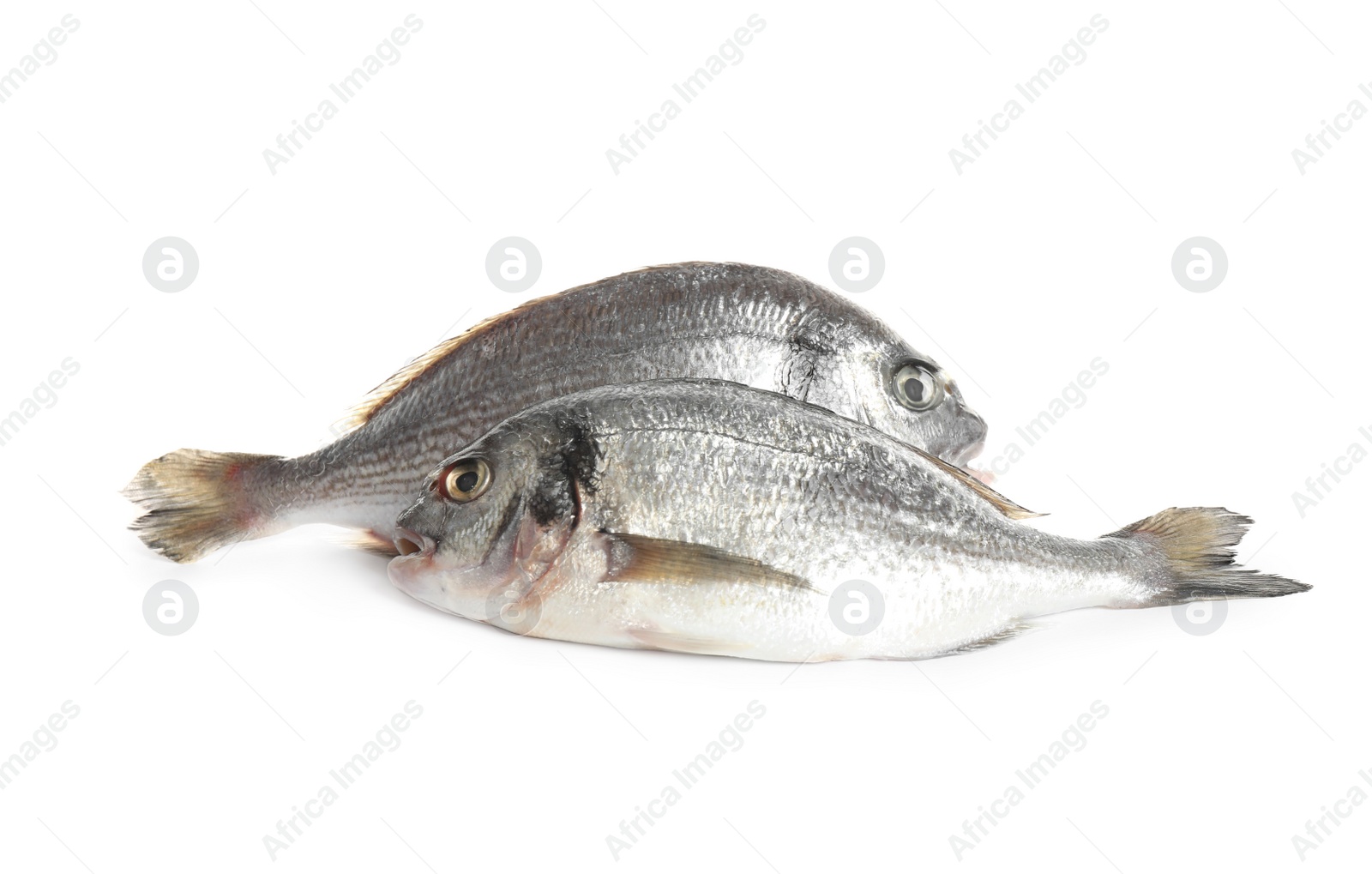 Photo of Fresh raw dorada fish isolated on white