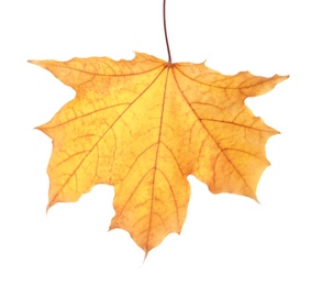 Photo of Beautiful autumn leaf on white background. Fall foliage