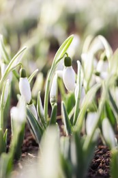 Beautiful snowdrops growing outdoors. Early spring flowers