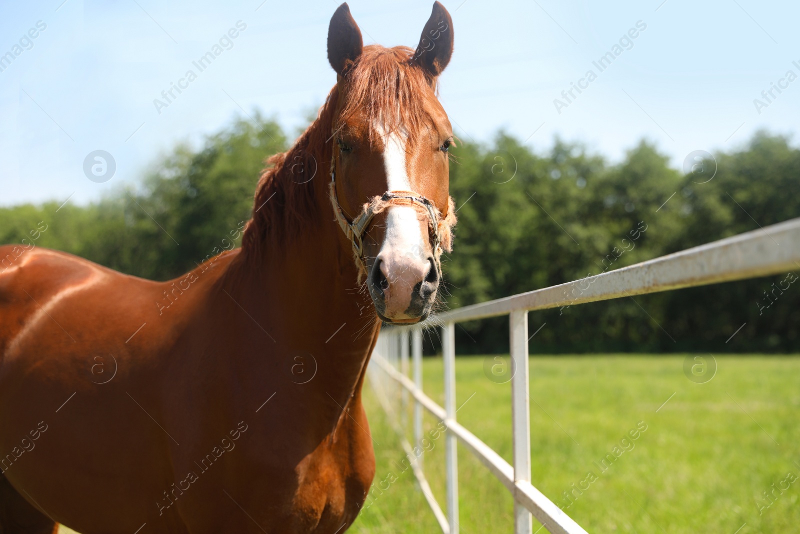 Photo of Chestnut horse in paddock on sunny day. Beautiful pet