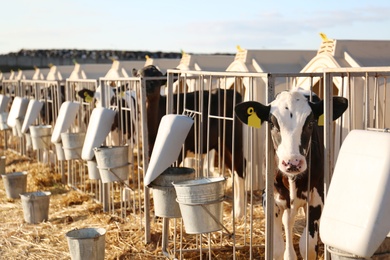 Photo of Cute little calf near fence on farm. Animal husbandry