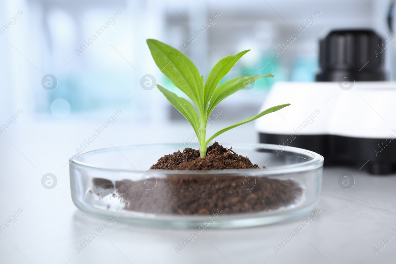 Photo of Green plant in Petri dish on table in laboratory. Biological chemistry