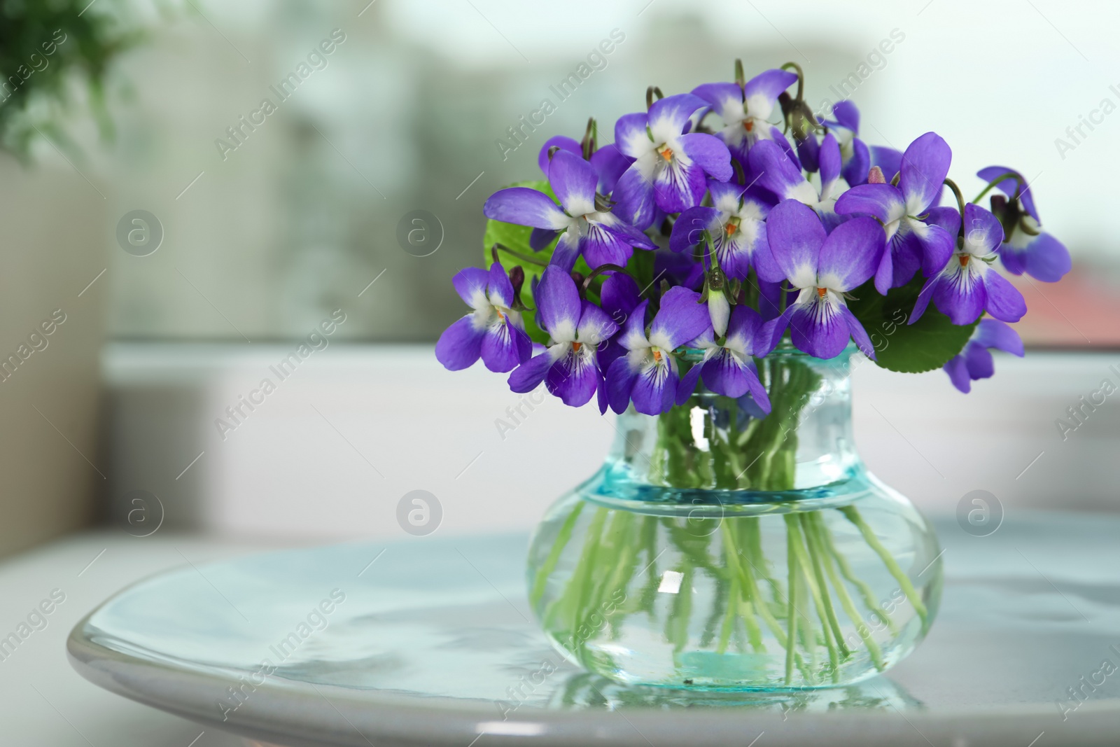 Photo of Beautiful wood violets in glass vase on window sill indoors, space for text. Spring flowers