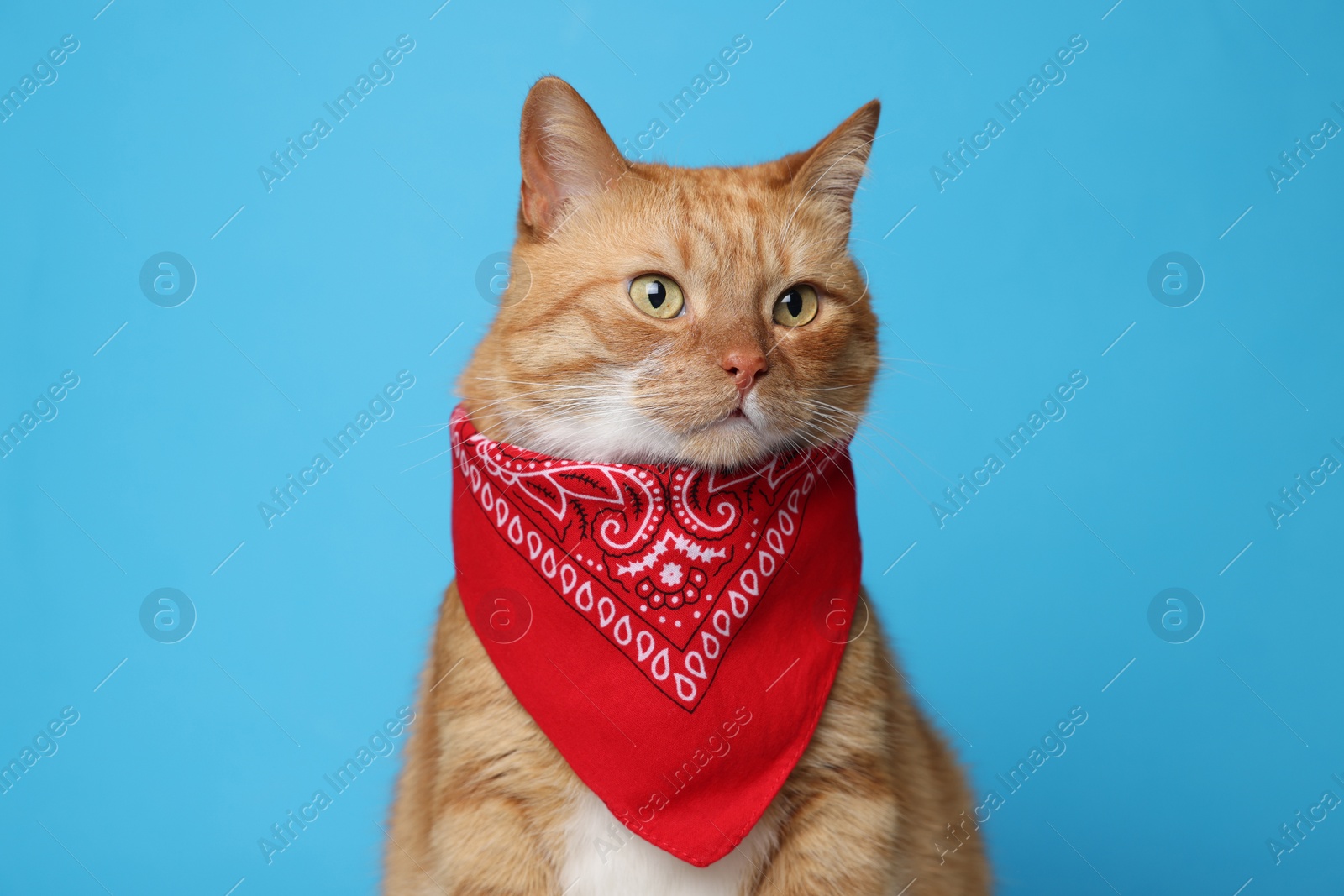 Photo of Cute ginger cat with bandana on light blue background. Adorable pet