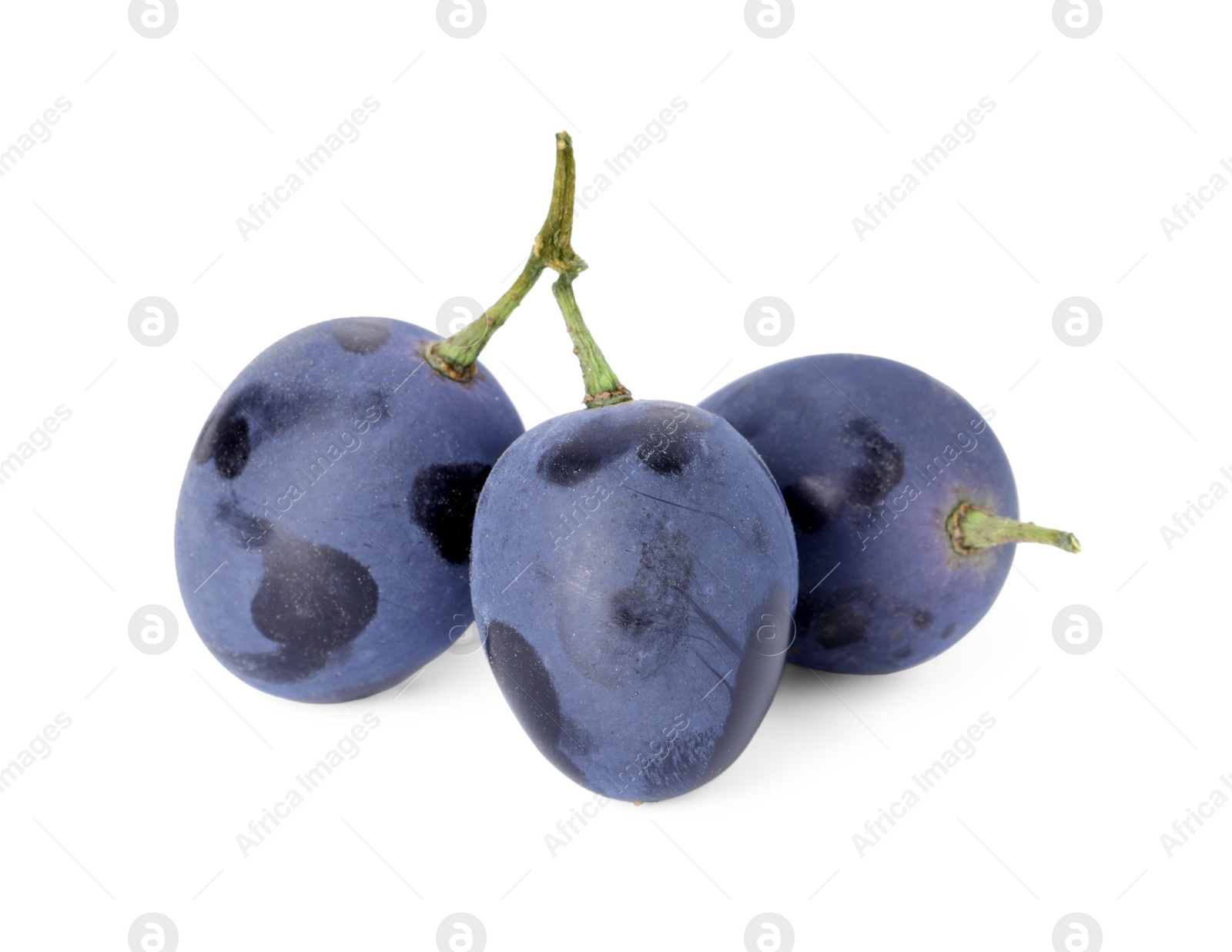 Photo of Delicious ripe dark blue grapes isolated on white