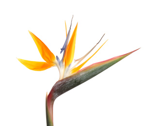 Bird of Paradise tropical flower isolated on white