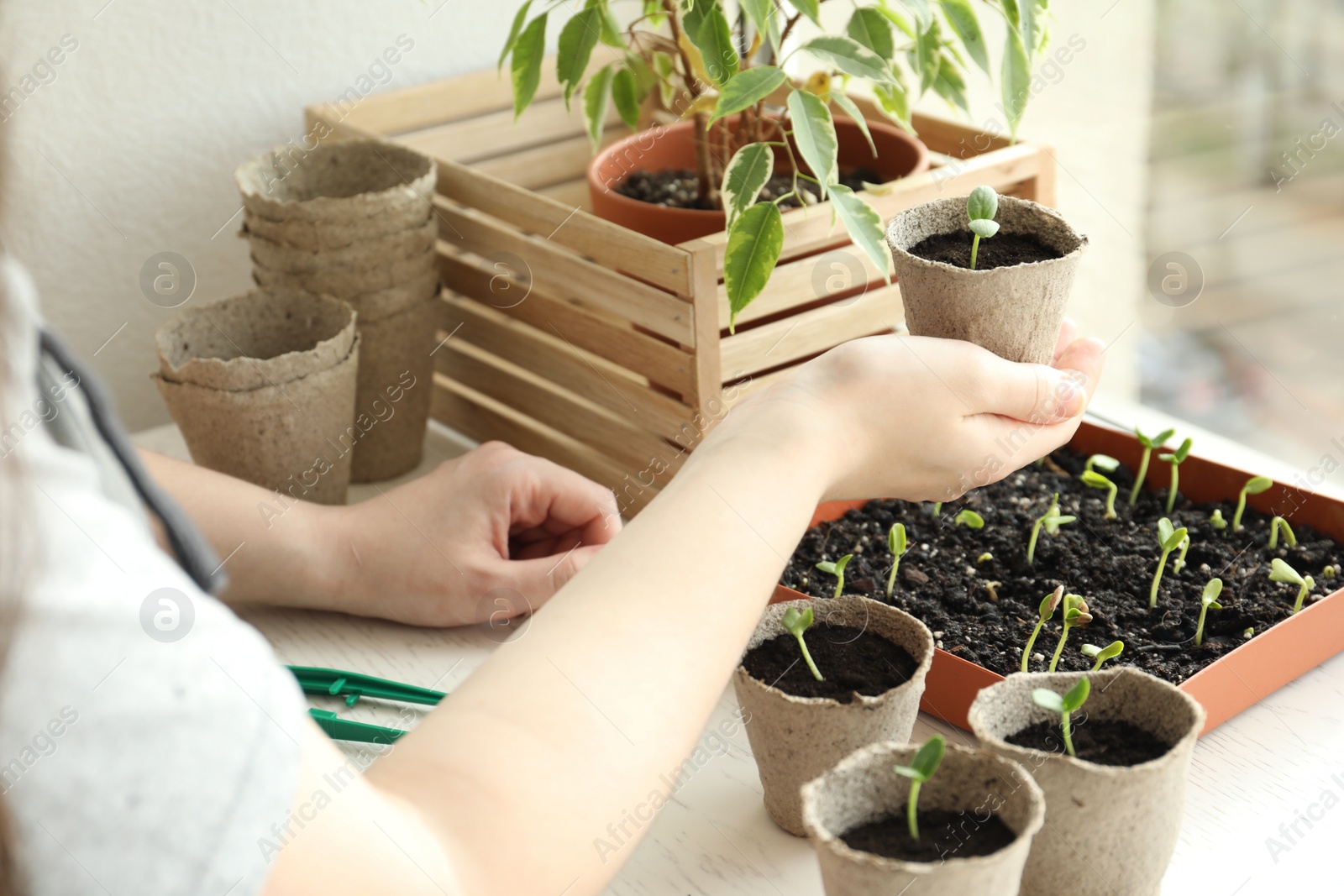 Photo of Woman holding pot with seedling at table indoors, closeup