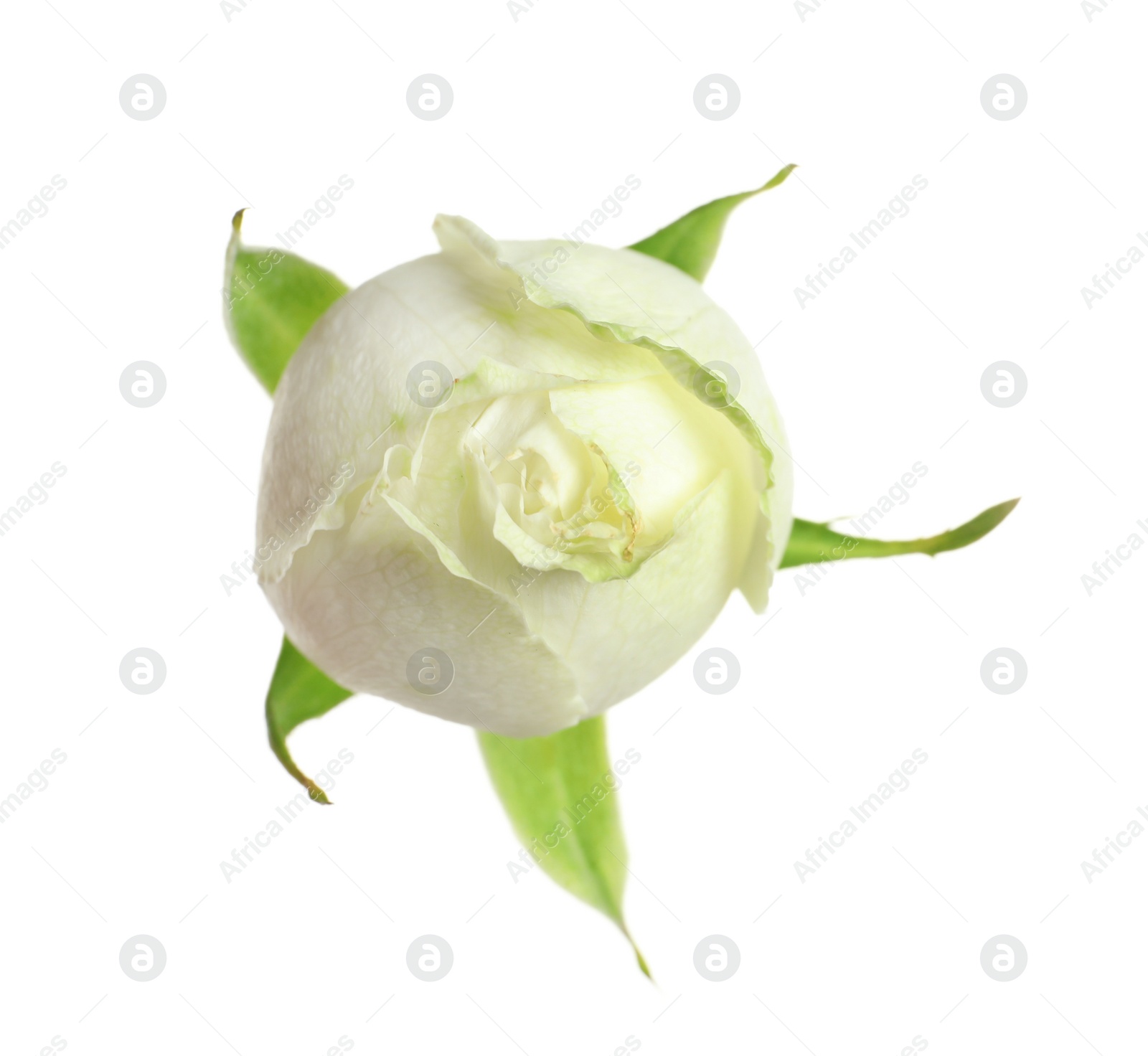 Photo of Beautiful small rose bud on white background