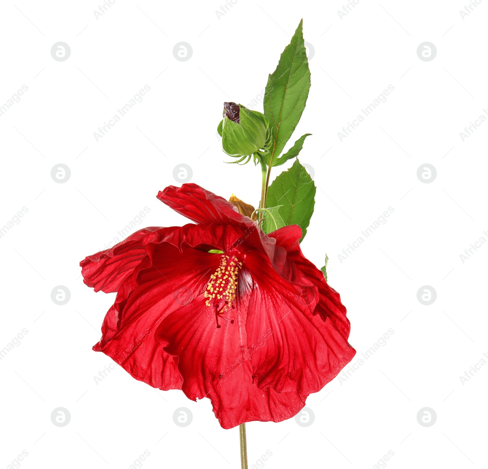 Photo of Beautiful red hibiscus flower on white background