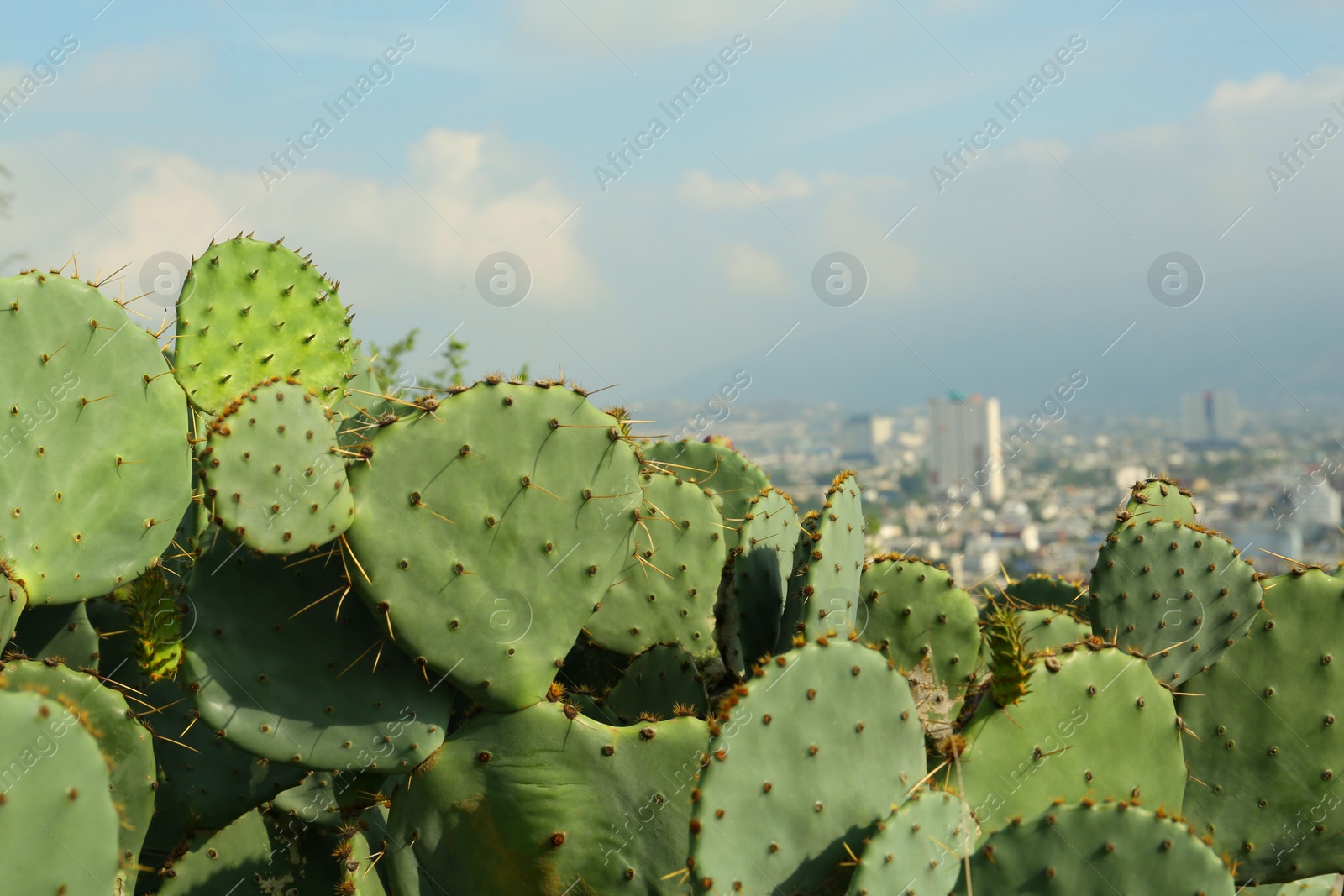 Photo of Beautiful view of cactuses with thorns against city and many buildings under cloudy sky, closeup