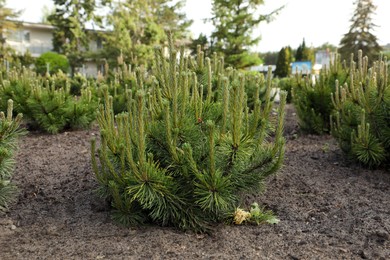 Photo of Beautiful pine trees growing in the garden on spring day