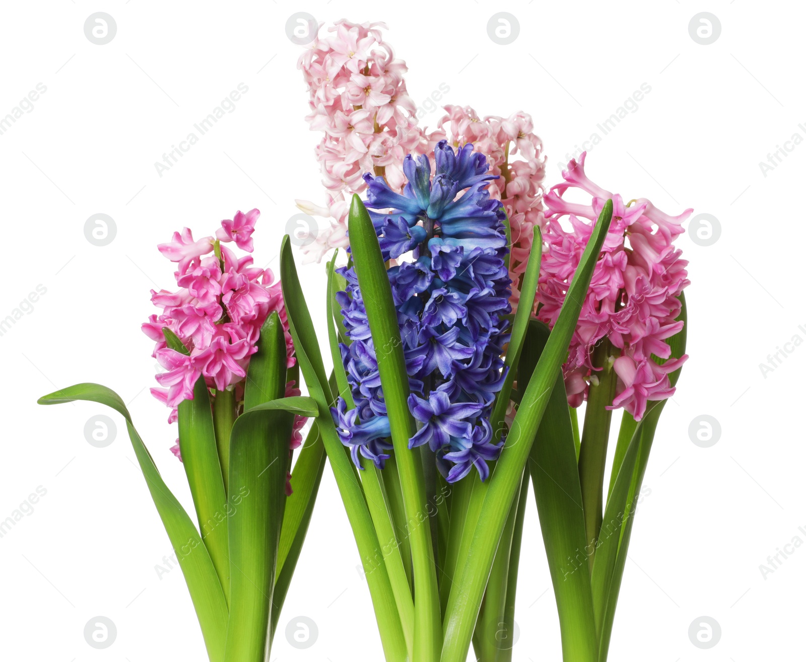 Photo of Beautiful spring hyacinth flowers isolated on white