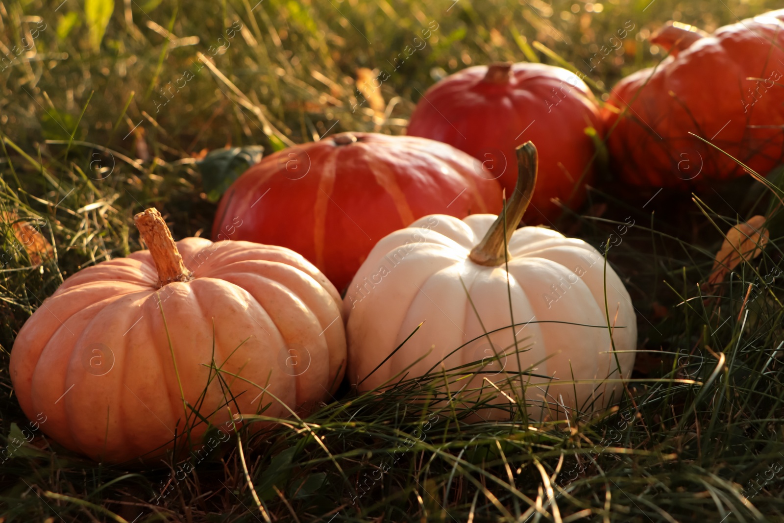 Photo of Many ripe pumpkins among green grass outdoors