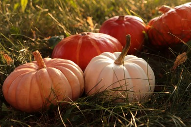 Photo of Many ripe pumpkins among green grass outdoors