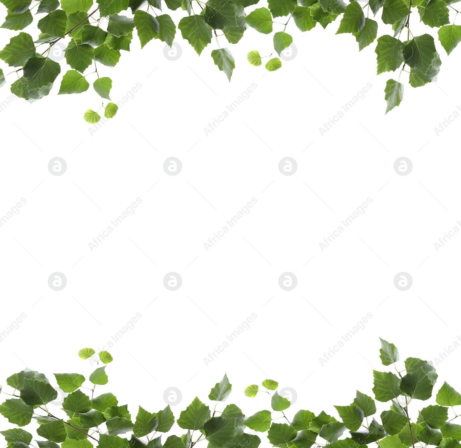 Image of Frame of birch branches with green leaves isolated on white