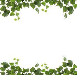 Image of Frame of birch branches with green leaves isolated on white