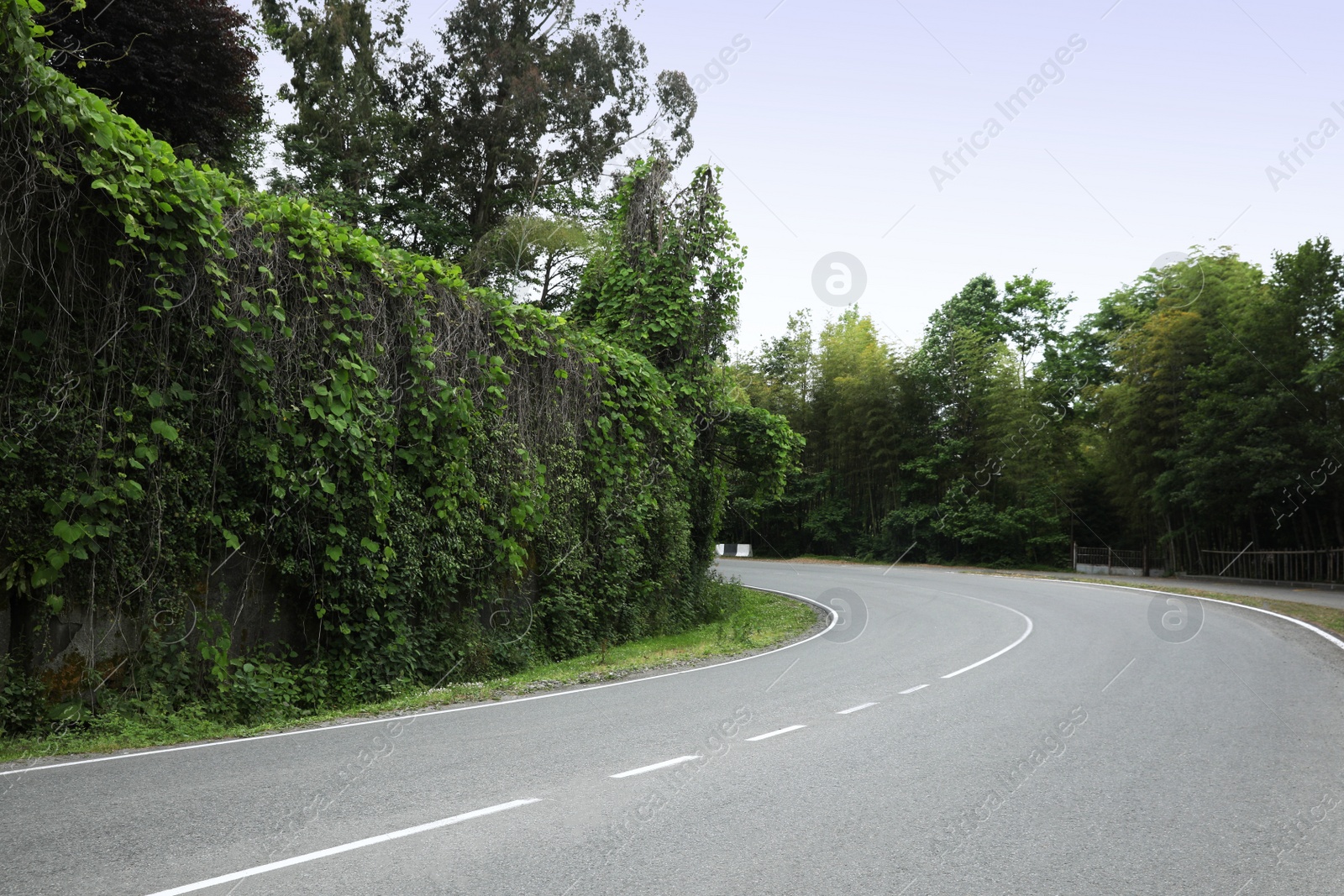 Photo of Picturesque view of asphalted roadway near beautiful trees and hedge