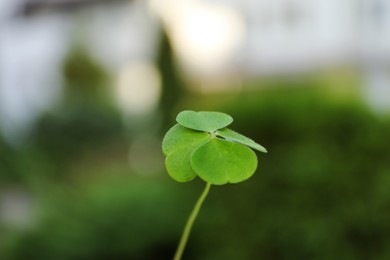 Photo of Beautiful green four leaf clover outdoors, closeup. Symbol of luck