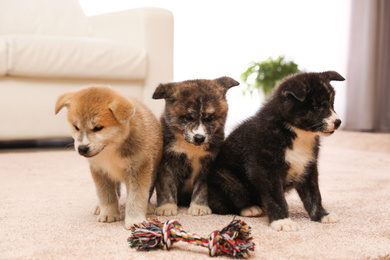 Photo of Cute Akita inu puppies with toy indoors. Friendly dogs