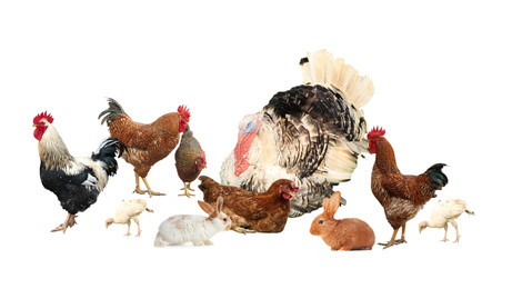 Image of Collage of different farm animals on white background