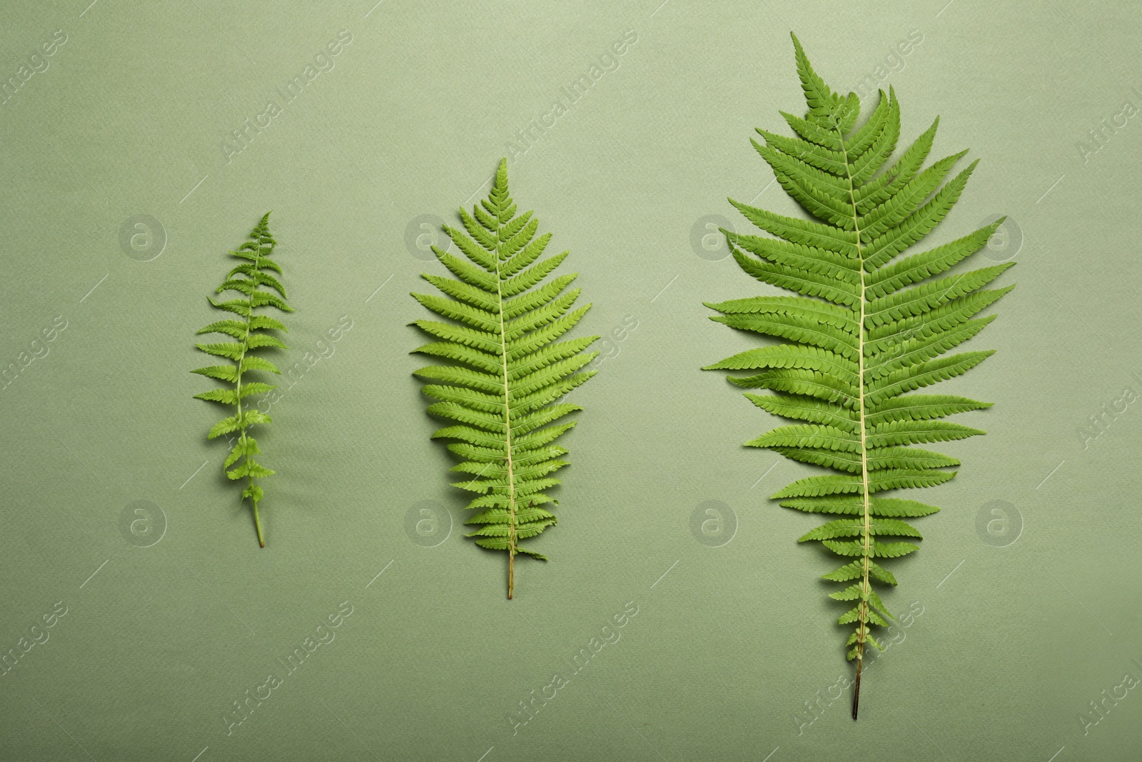 Photo of Beautiful tropical fern leaves on light green background, flat lay