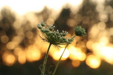 Beautiful wildflowers outdoors in morning, closeup. Space for text