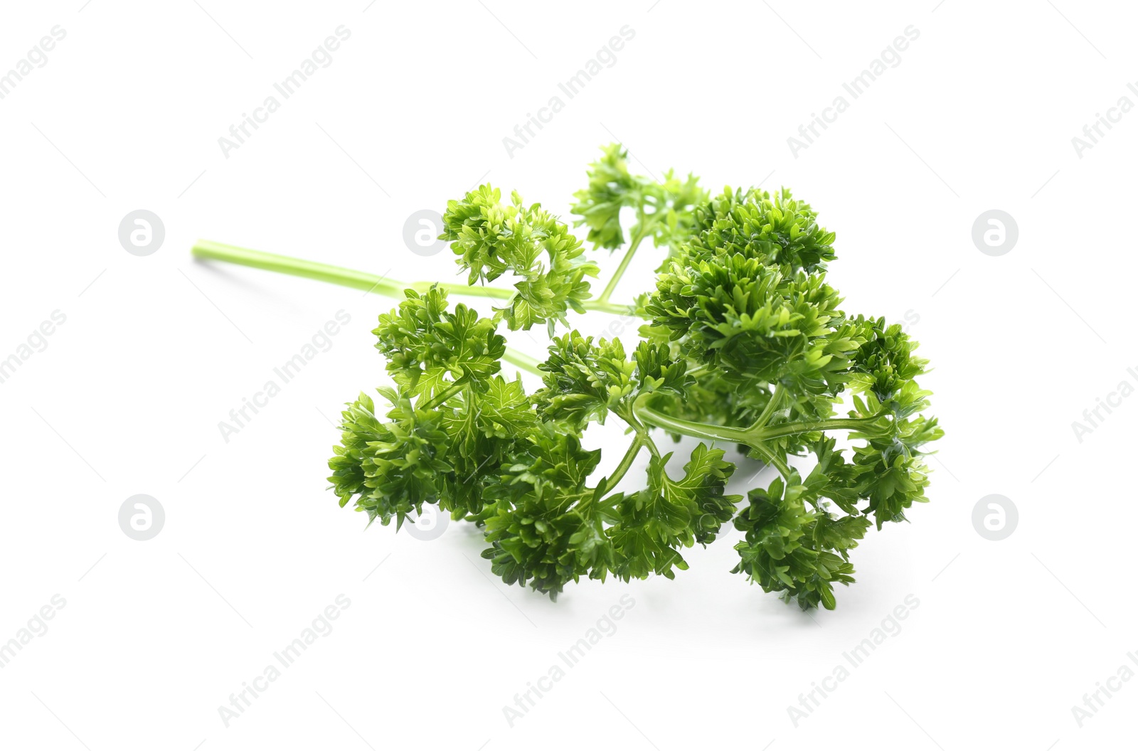 Photo of Fresh green curly parsley on white background