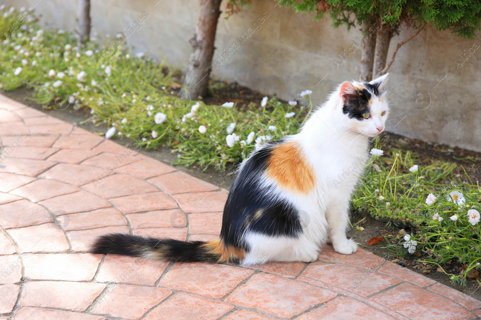 Photo of Lonely stray cat on pavement outdoors. Homeless pet