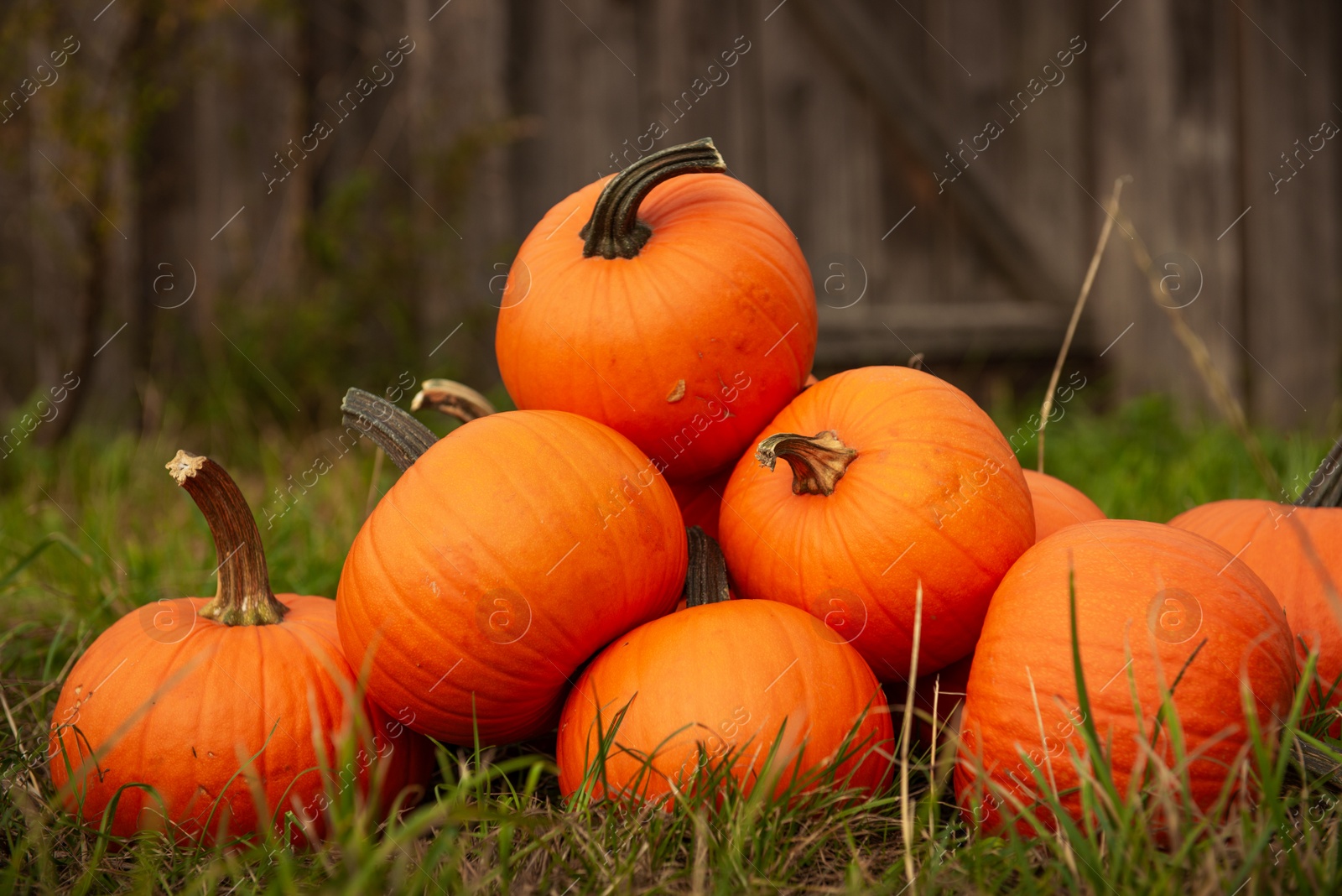 Photo of Many ripe orange pumpkins on green grass in garden