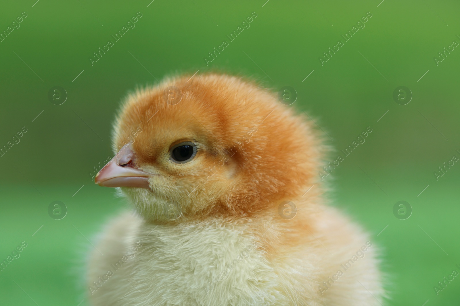 Photo of Cute chick on blurred background outdoors, closeup. Baby animal