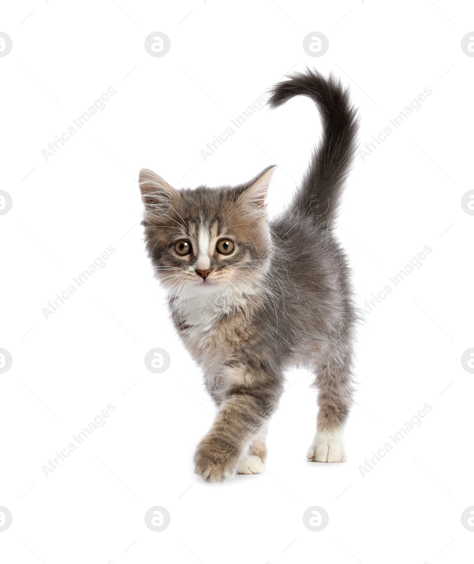 Photo of Cute fluffy kitten on white background. Baby animal