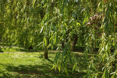 Beautiful willow tree with green leaves growing in park on sunny day