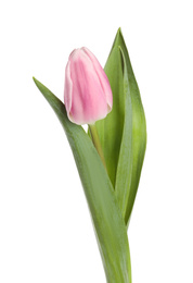 Photo of Beautiful pink spring tulip on white background