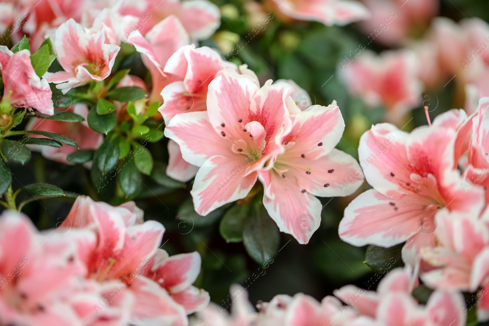 Photo of Beautiful blooming azalea flowers, closeup. Tropical plant