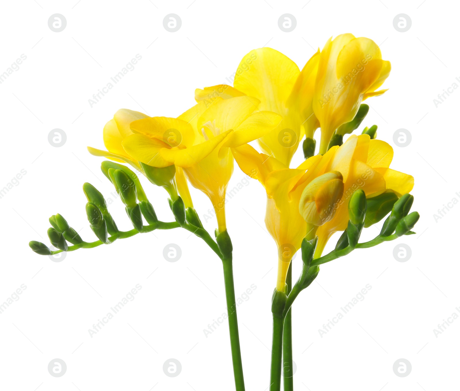 Photo of Beautiful freesia flowers on white background