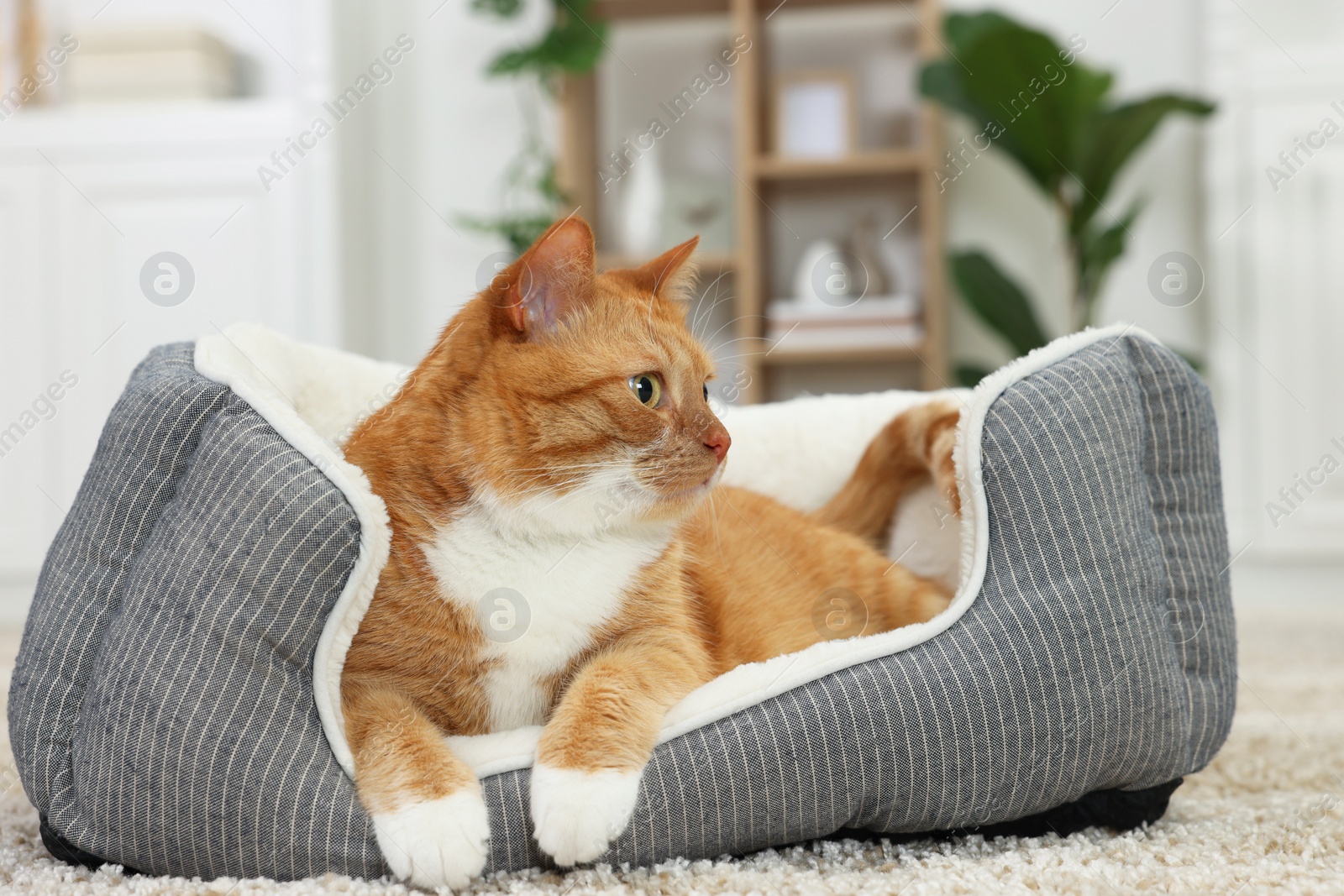 Photo of Cute ginger cat lying on pet bed at home