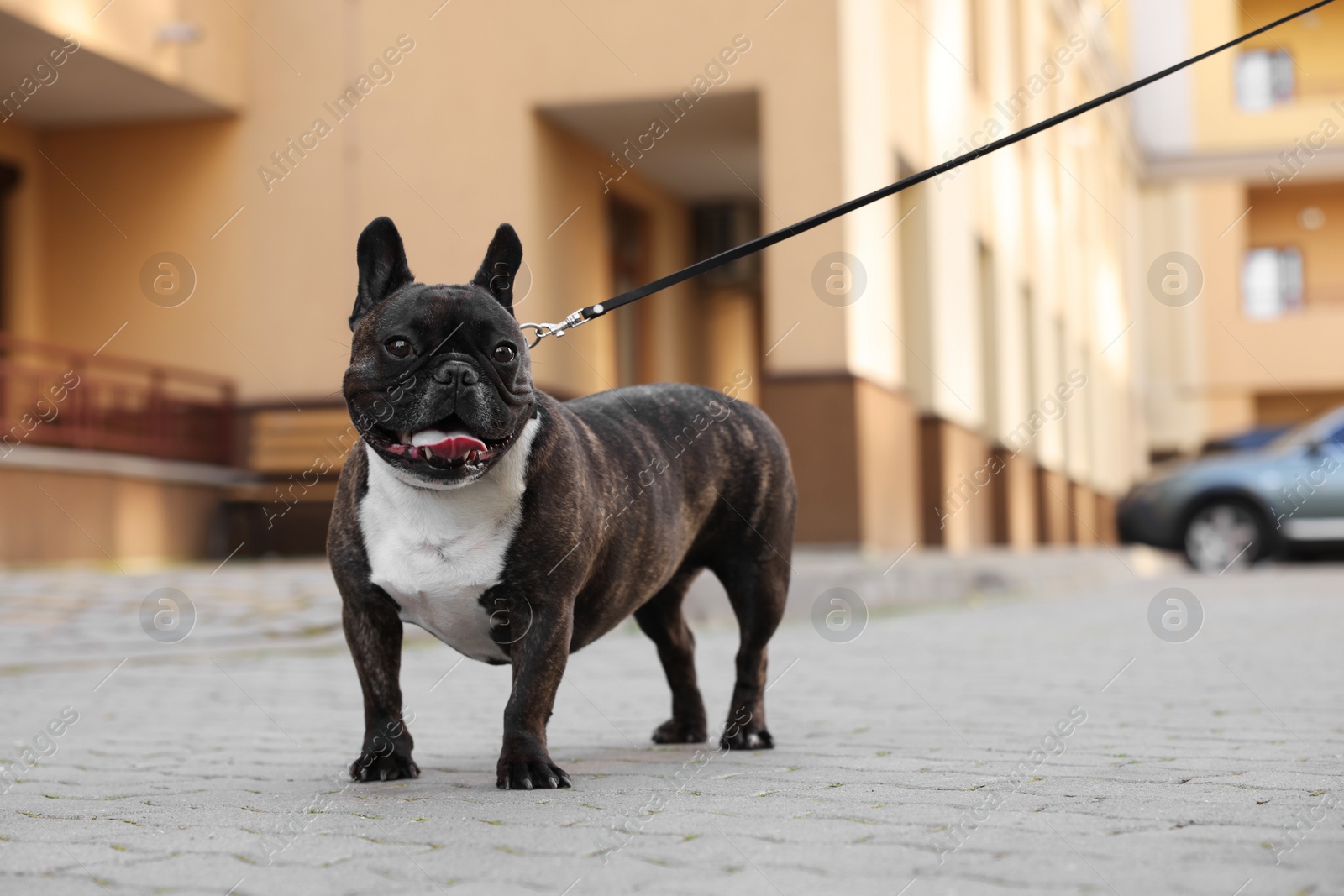 Photo of Cute French Bulldog walking on leash outdoors, space for text