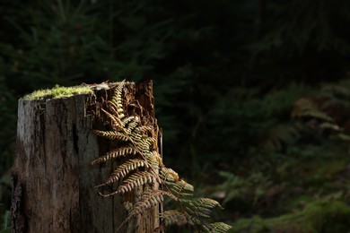 Photo of Beautiful fern and tree stump overgrown with green moss in forest. Space for text