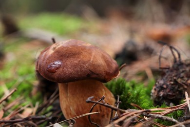 Photo of Polish mushroom Imleria badia growing in forest, closeup