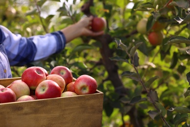 Photo of Young woman with wooden crate of ripe apples in garden, closeup