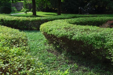 Photo of Green hedge growing in park. Gardening and landscaping