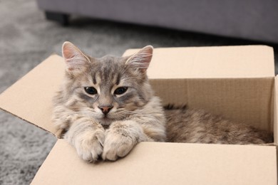 Photo of Cute fluffy cat in cardboard box indoors, closeup