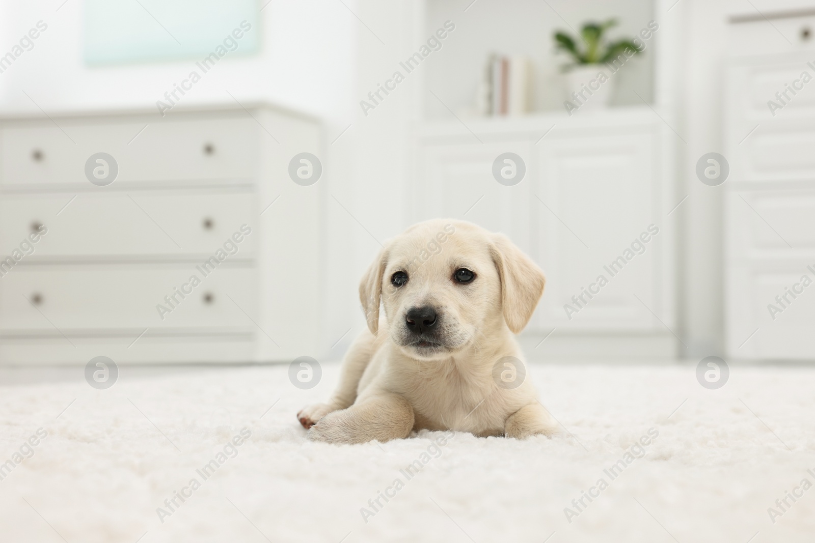 Photo of Cute little puppy lying on white carpet at home