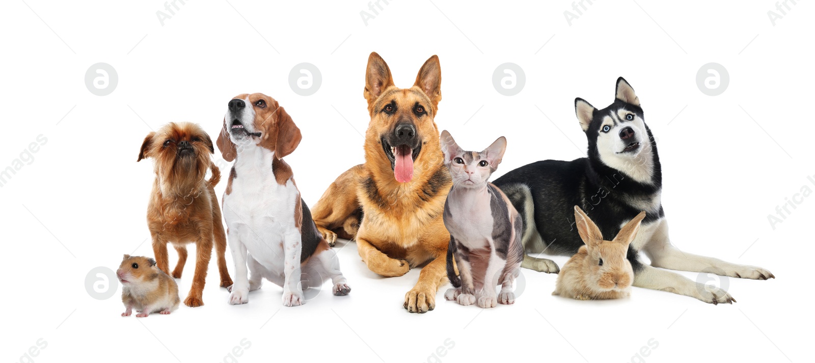 Image of Group of cute pets on white background. Banner design