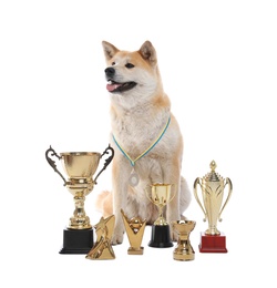 Photo of Adorable Akita Inu dog with champion trophies on white background